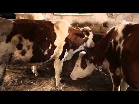 Tájkép: Nagyküküllő Mezőgazdasági Szövetkezet – 2016. február 15.