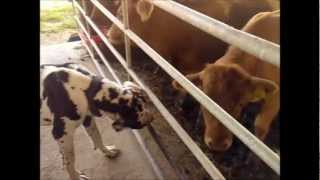 preview picture of video 'German Dog Attacks Austrian Cow. Deutsche Dogge Attackiert Österreichische Kühe'