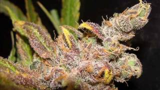 09 - Long Beach Dub Allstars - Wonder Dub II