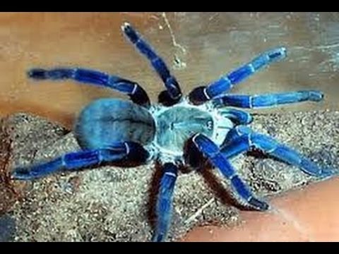 Guillermo Buitrago    26.- LA ARAÑA PICUA