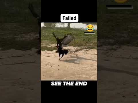 EAGLE VS PEREGRINE FALCON #eagleattack #peregrinefalcon #falconattack #eaglevsfalcon #birdsofprey