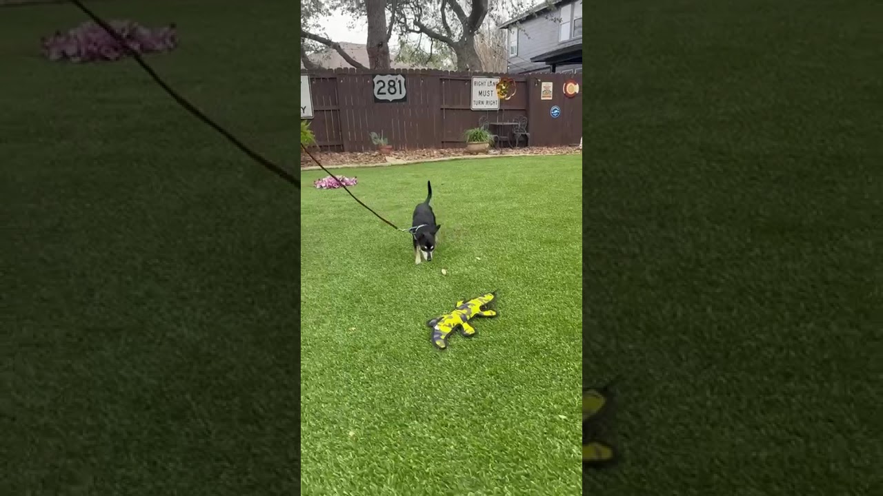 Enlarge Terry, a ADOPTABLE mixed breed in Southport, CT video 5/6