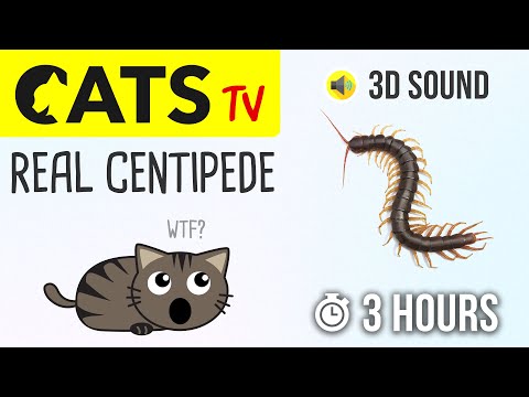 CATS TV - Real Centipede 🙀 3 HOURS (Cat games on screen)