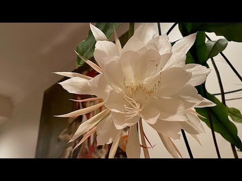 Flower from Crazy Rich Asians Movie - Queen of the Night.  Time lapse opening and closing of flower