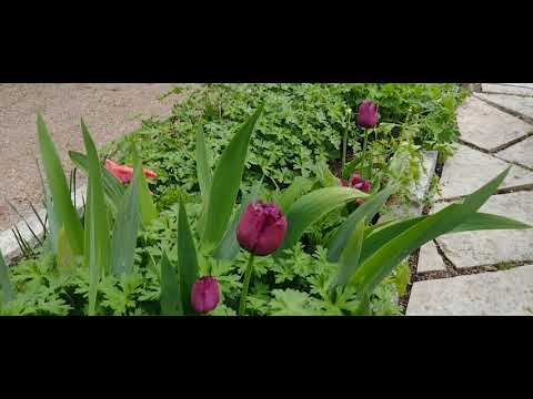 Walk through LUTHAGEN UPPSALA Sweden part 1