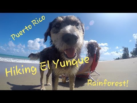 E11:S2 "Puerto Rico Trip" Hiking El Yunque