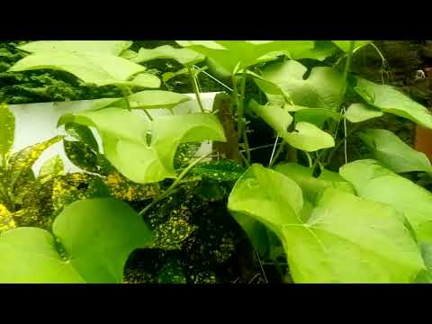 Rio cratule de Itapetinga Bahia 