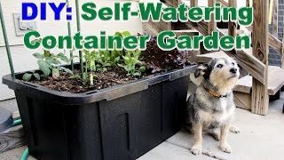 Self-Watering Container Garden