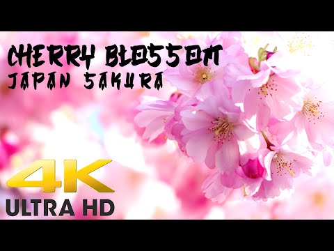 Japan Sakura 4K | Cerisiers du Japon en fleurs | Cherry Blossoms | Japan relaxation music