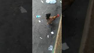 Download lagu AYAM JAGOKU mp3 Download lagu AYAM JAGOKU mp3