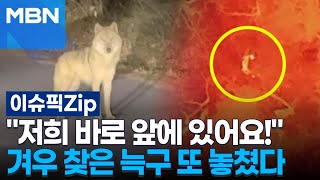 ＂저희 바로 앞에 있어요!＂ 겨우 찾은 늑구 또 놓쳤다 | 이슈픽 zip