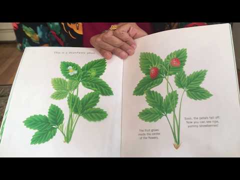 Bhaswati Acns1 Spring Flowers