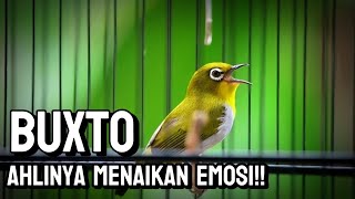 Download lagu PLECI BUXTO GACOR COCOK BUAT MANCING EMOSI LAWAN🔥 mp3