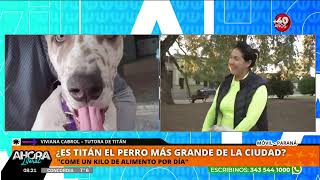 ¿Es Titán el perro más grande de Paraná?