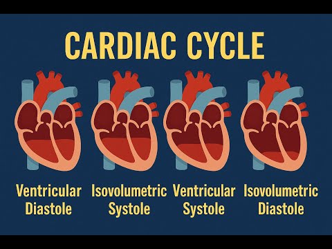 Cardiovascular - Cardiac Cycle & ECG
