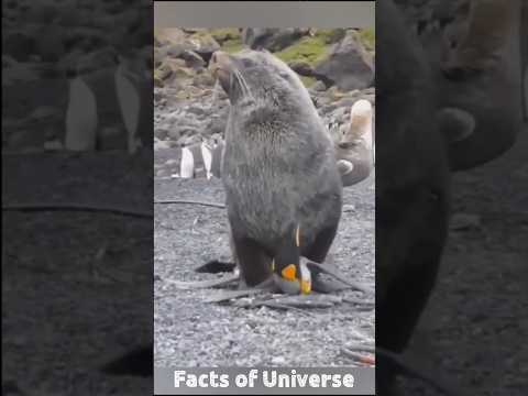 Penguin Vs Seal 😨 #penguin