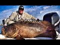 500 Pound Goliath Grouper Sea Bass Jewfish Fish ...