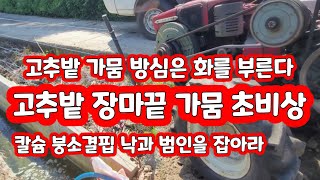 고추밭 가뭄 주의보 해결책은 칼슘 붕소 결핍 가뭄에서 올수 있다. 노지고추  [고추재배방법]