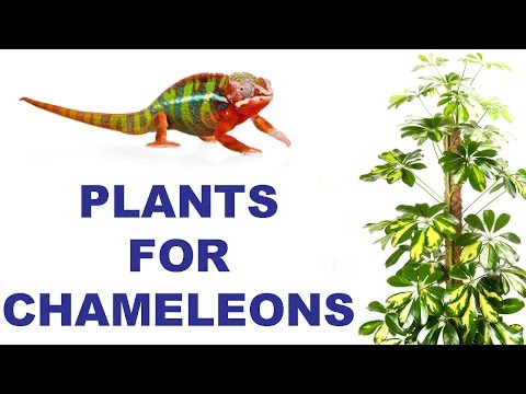 YouTube video about: Are bromeliads safe for chameleons?