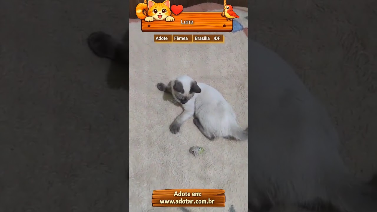 Gato raça Siamês idade 7 a 11 meses nome Luna