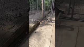 Video preview image #1 German Shepherd Dog-Unknown Mix Puppy For Sale in Woodsfield, OH, USA