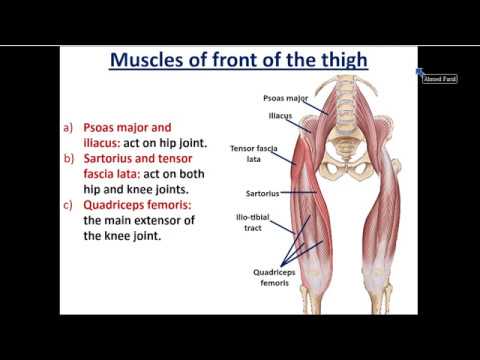 Front of Thigh (part 2), Muscles of Front of Thigh - Dr. Ahmed Farid