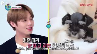 Download lagu [SUB INDO] Amigo TV Season 4 - Wanna One Ep.1 Full mp3