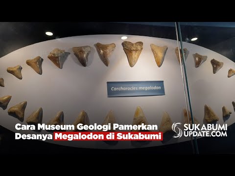 Cara Museum Geologi Pamerkan Desanya Megalodon di Sukabumi