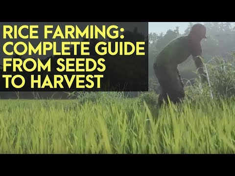 , title : 'Rice Farming: Complete Guide from Seeds to Harvest'