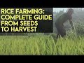 Rice Farming Complete Guide From Seeds To Harvest