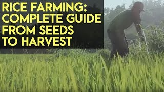 Rice Farming: Complete Guide from Seeds to Harvest