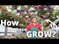 How Do Nurseries Grow High Quality Plants?