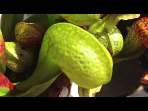 Cobra Lily Eats Wasp And Loses darlingtonia californica carnivorous pitcher plant in bog set up