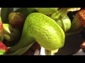 Cobra Lily Eats Wasp And Loses darlingtonia californica carnivorous pitcher plant in bog set up