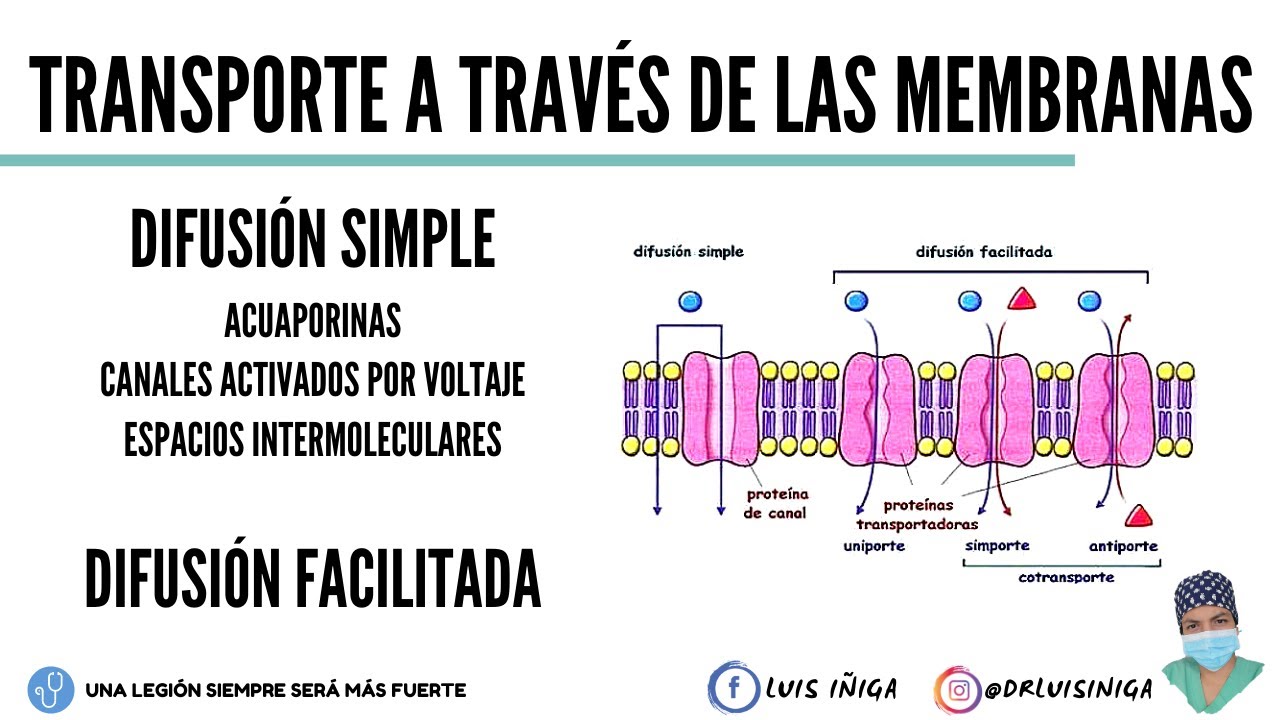 Fisiología: Transporte a través de las membranas: Difusión Simple y Difusión Facilitada