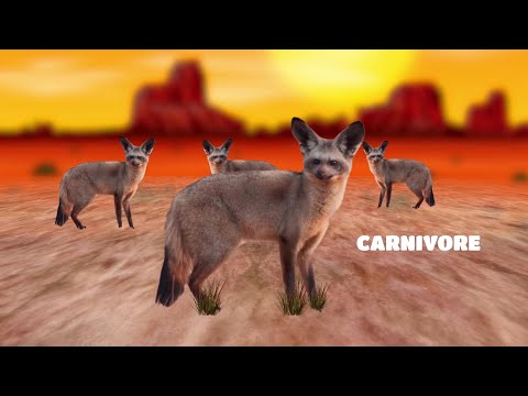 2mn pour comprendre "  l'otocyon " du 01 Septembre 2021