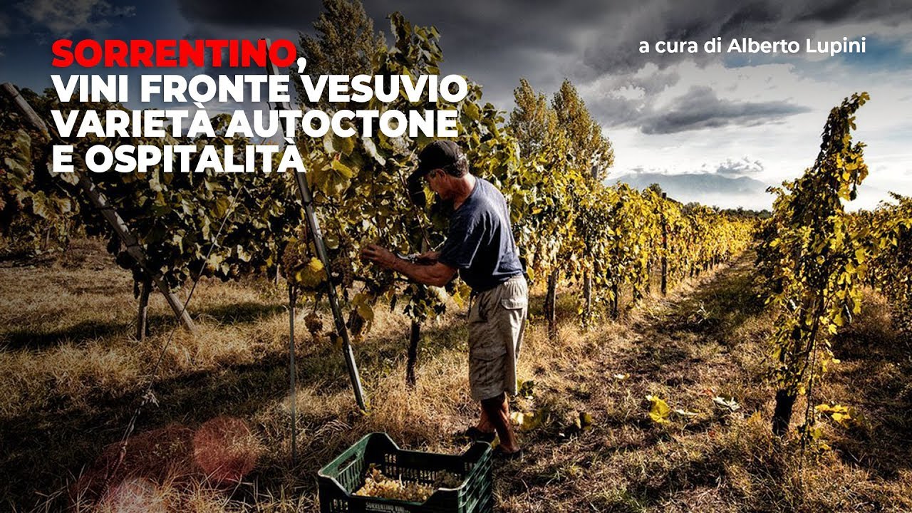 Sorrentino, vini fronte Vesuvio. Varietà autoctone e ospitalità