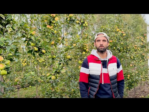 Organic orchard - is it worth it? How much can I get for organic apples?