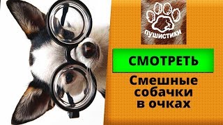 Смешные собаки в очках, подборка видео для детей