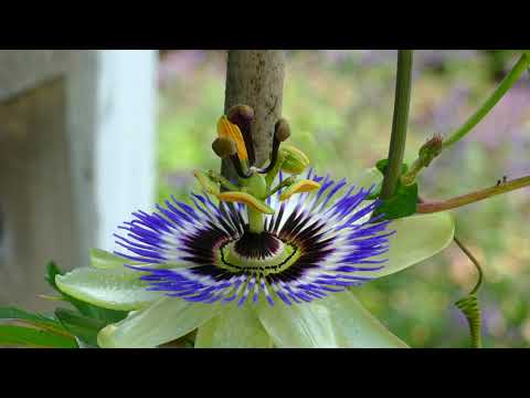 Passion Flower timelapse