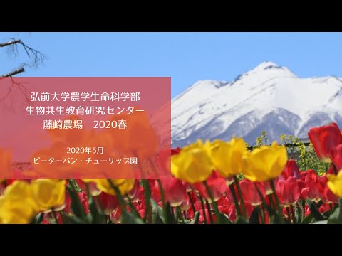 弘前大学藤崎農場　2020春