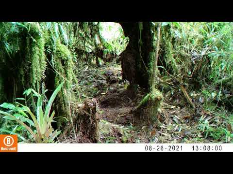 Registro en fototrampeo de Fauna Silvestre de Pitalito Huila - Ochthoeca diadema