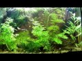 Akwarium 30L Low Tech Filtracja Aquaponiczna