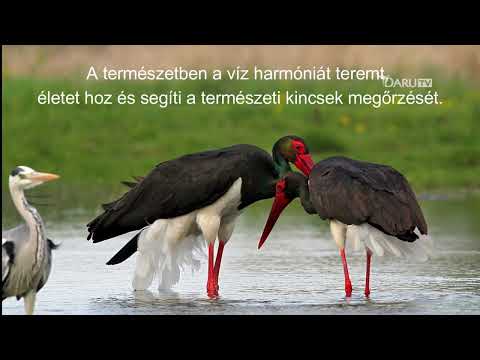 Városunk természeti kincsei a szikes élőhelyek