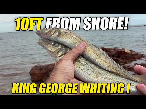 Catching BIG King George Whiting 10ft From Shore!