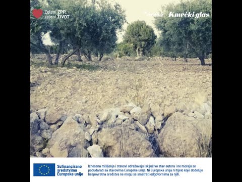 Zelena rezidba maslina u borbi protiv suše na otoku Ugljanu