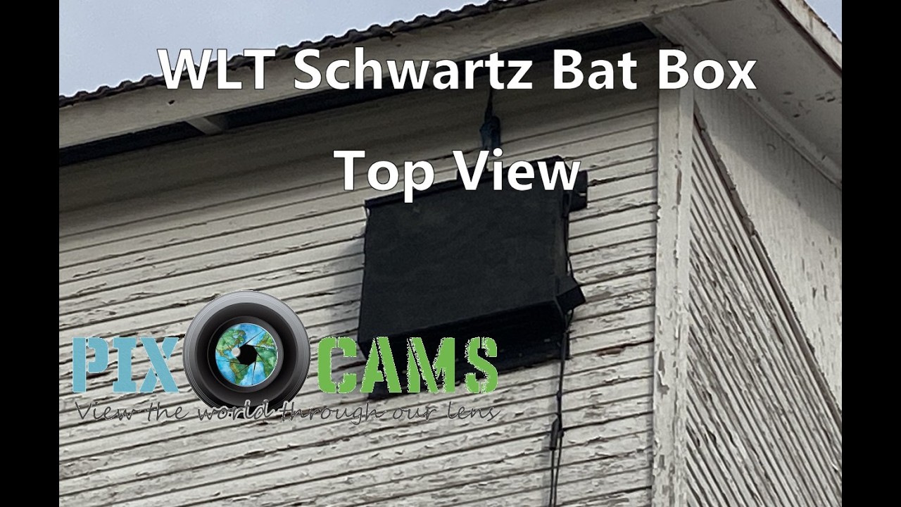 Live webcam view of Meadowlark Bat Box Roost Cam