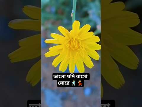 @1mizan ভালো যদি বাসো মোরে ♥️💃 #bangladesh #birds #fishing #comedy