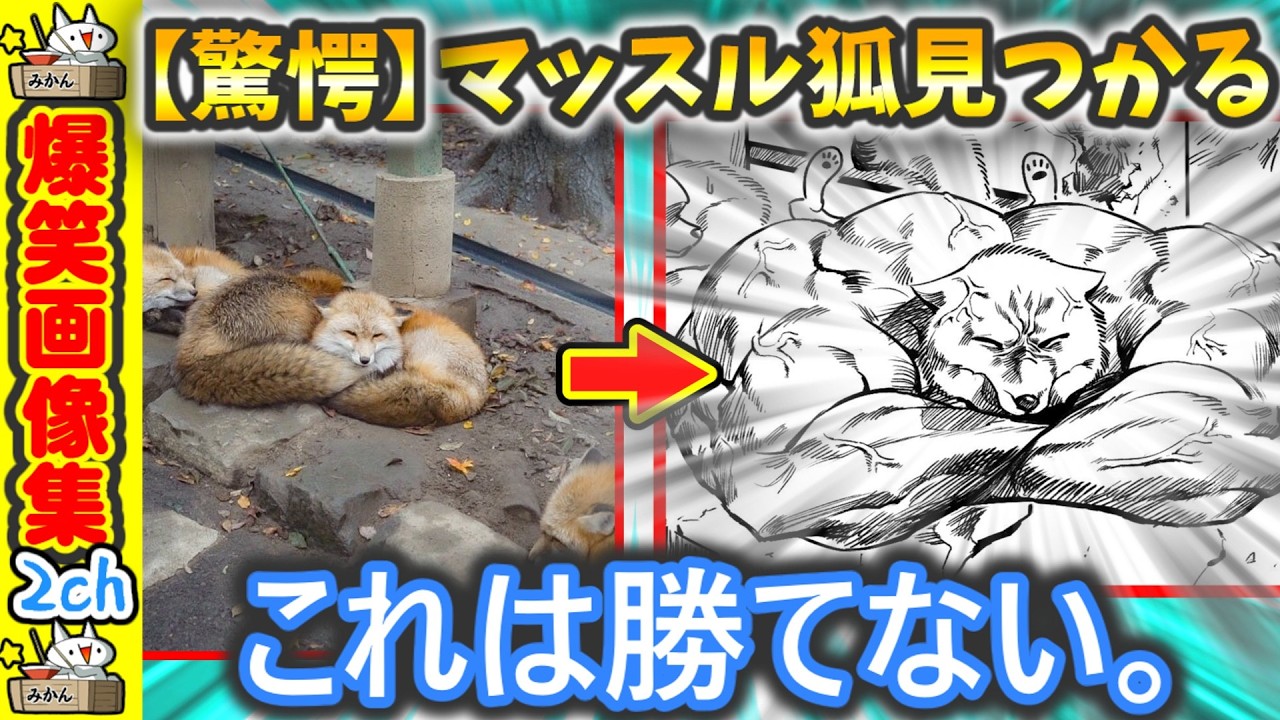 【おかしいやろｗ】腹筋よじれる爆笑画像がコチラ【2ch】