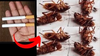 MAGIC INGREDIENT ||How To Kill Cockroach  Within 5 minutes ||Home Remedy || Magic Ingredient